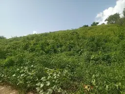 Vista 6