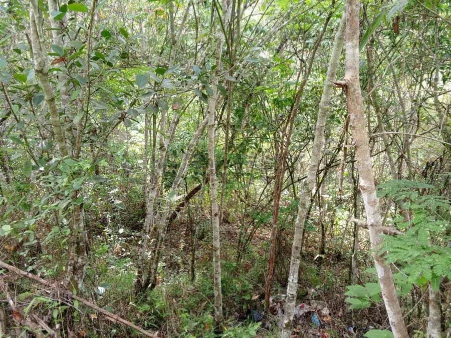 Terreno en venta res o agrícola Sabaneta en el Hatillo Caracas - 4