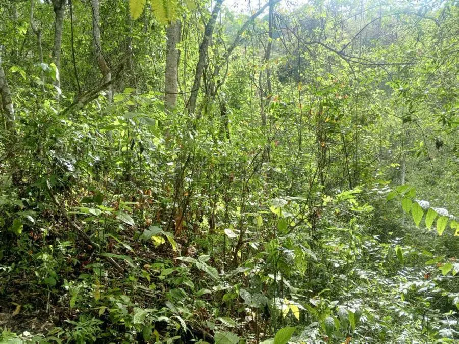 Terreno en venta res o agrícola Sabaneta en el Hatillo Caracas - 8