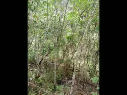 Vista 9