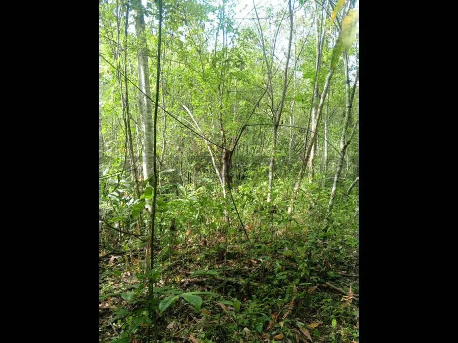 Terreno en venta res o agrícola Sabaneta en el Hatillo Caracas - 10