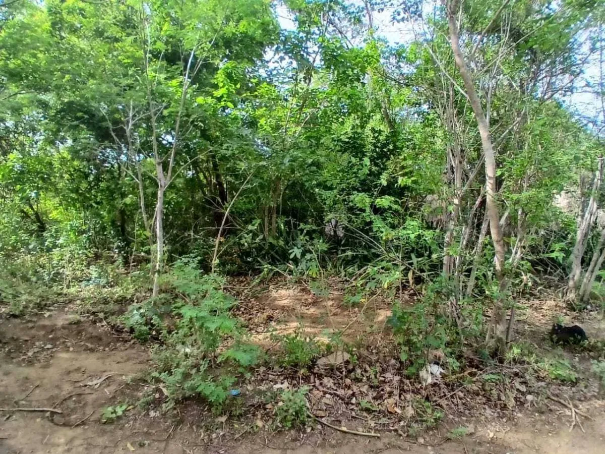 TERRENO EN VENTA. CERCA DE PLAYA ZARAGOZA. PEDROGONZALEZ.ISLA DE MARGARITA. - 13