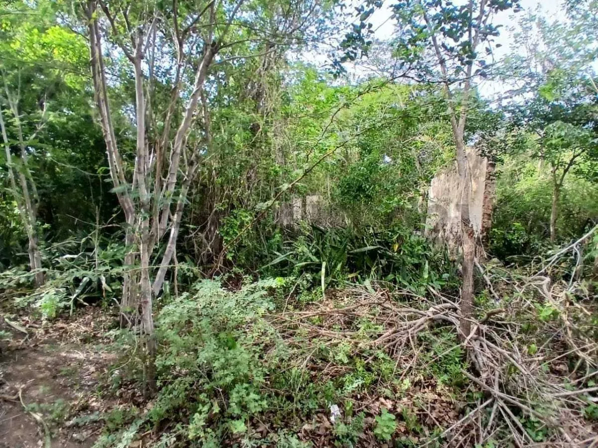 TERRENO EN VENTA. CERCA DE PLAYA ZARAGOZA. PEDROGONZALEZ.ISLA DE MARGARITA. - 15