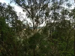 Vista 50
