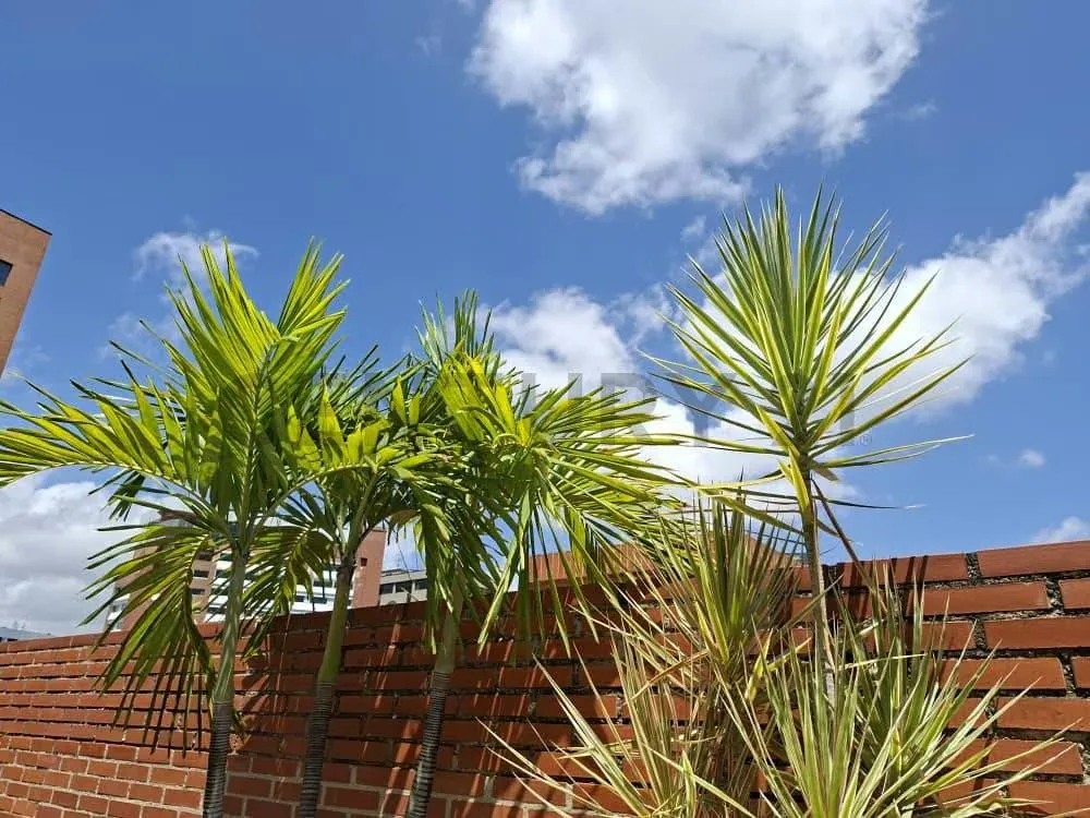 VENTA PH DUPLEX EN EDIF DE MUY POCOS PISOS TERRAZA CON VISTA AL AVILA - 21