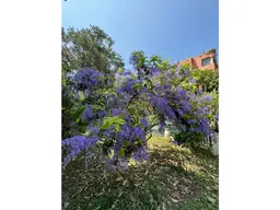 Vista 16