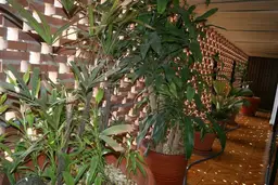 Vista 12