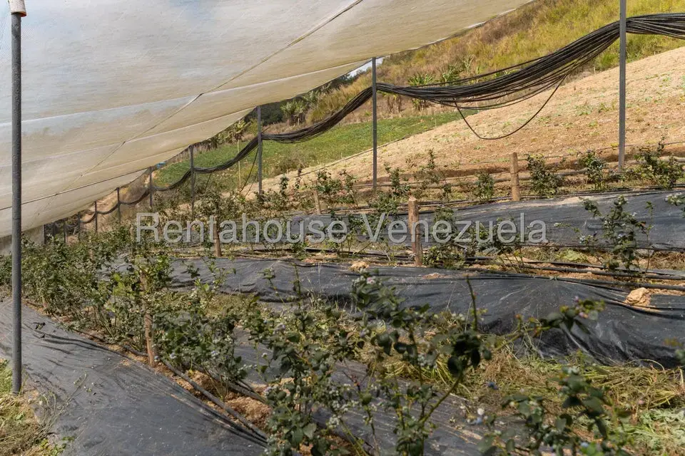Terreno (Finca) en Venta en Municipio Guaicaipuro, Miranda - 18