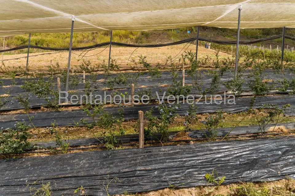 Terreno (Finca) en Venta en Municipio Guaicaipuro, Miranda - 19