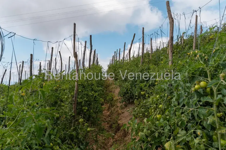 Terreno (Finca) en Venta en Municipio Guaicaipuro, Miranda - 23