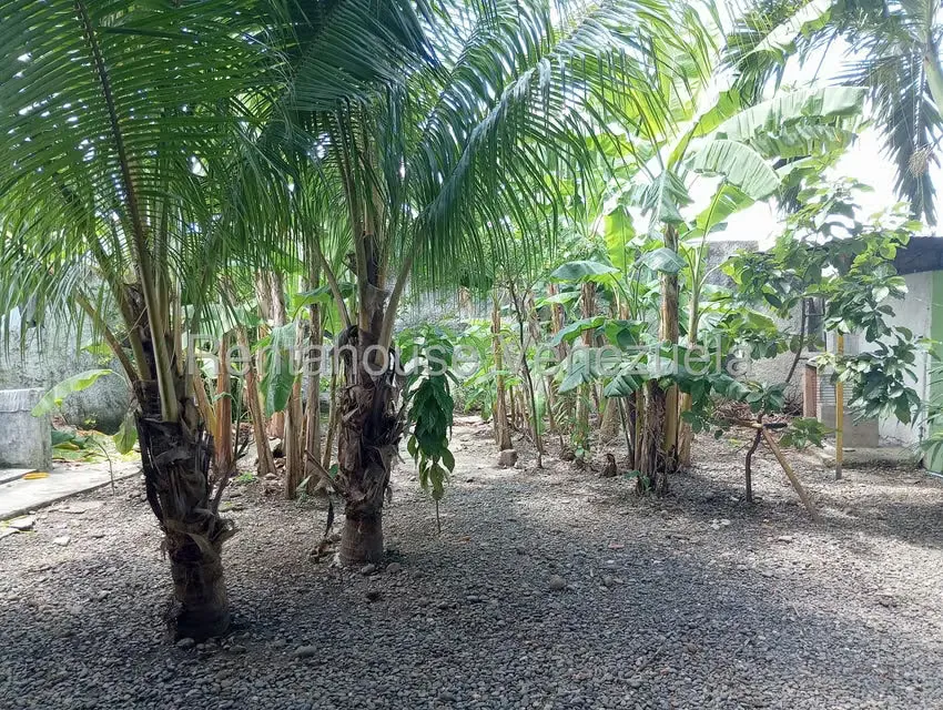 Comercial (Posada) en Venta en Centro, Portuguesa - 19