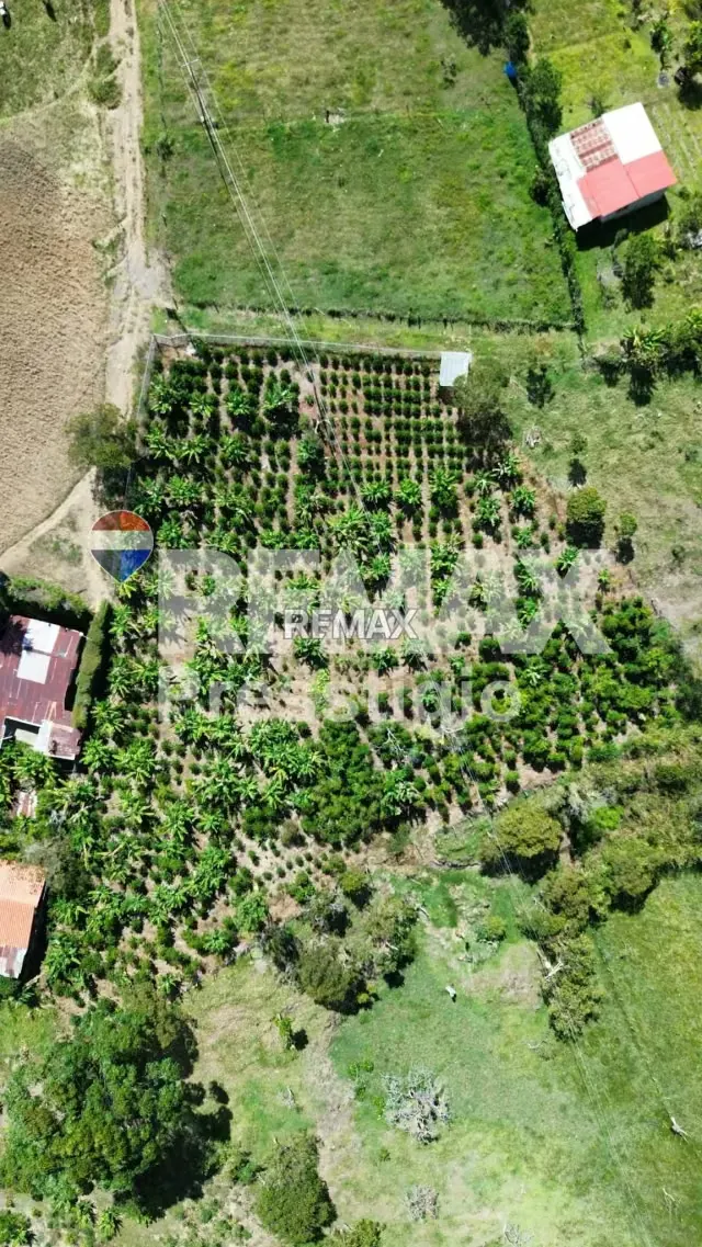 Finca Cafetera en Venta