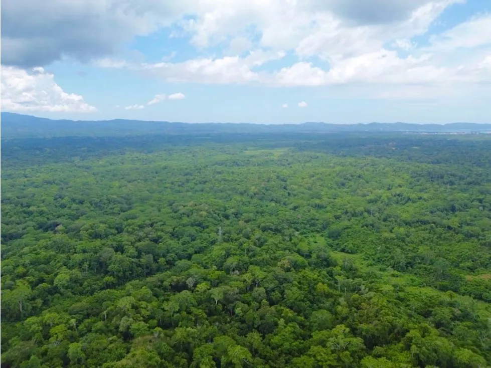 En Venta Terreno de 250 hectáreas en Higuerote. Estado Miranda - 2