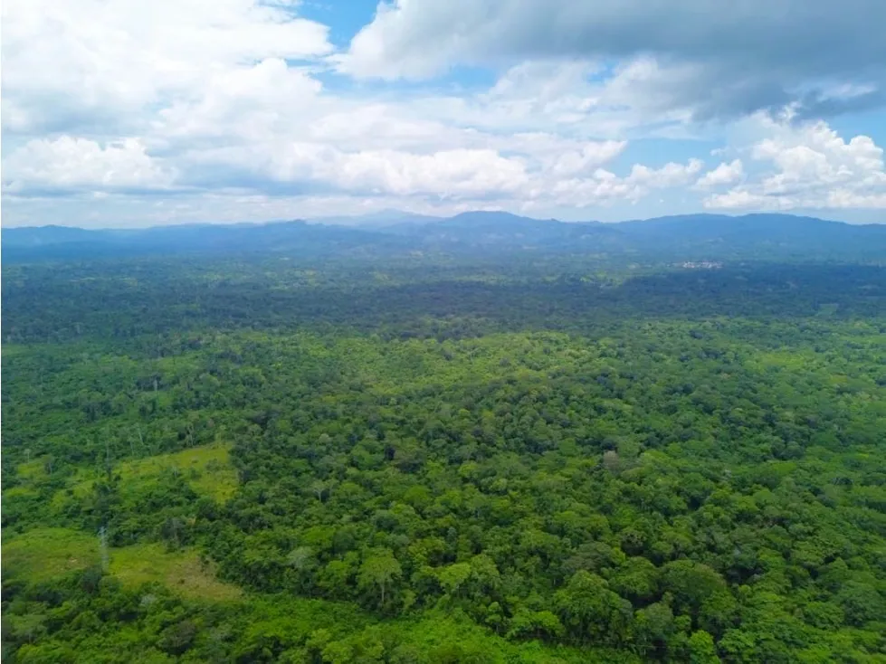 En Venta Terreno de 250 hectáreas en Higuerote. Estado Miranda - 4