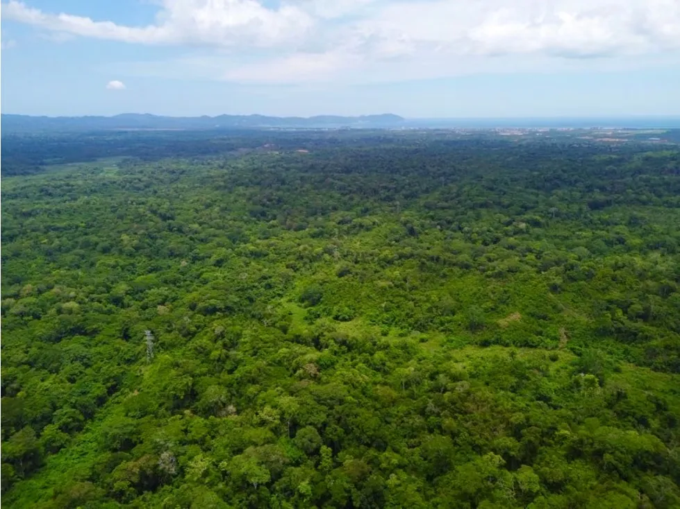 En Venta Terreno de 250 hectáreas en Higuerote. Estado Miranda - 5
