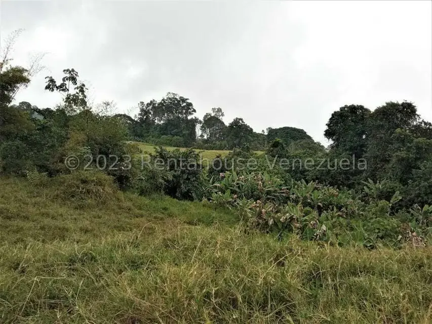 Terreno (Finca) en Venta en Centro, Merida - 2
