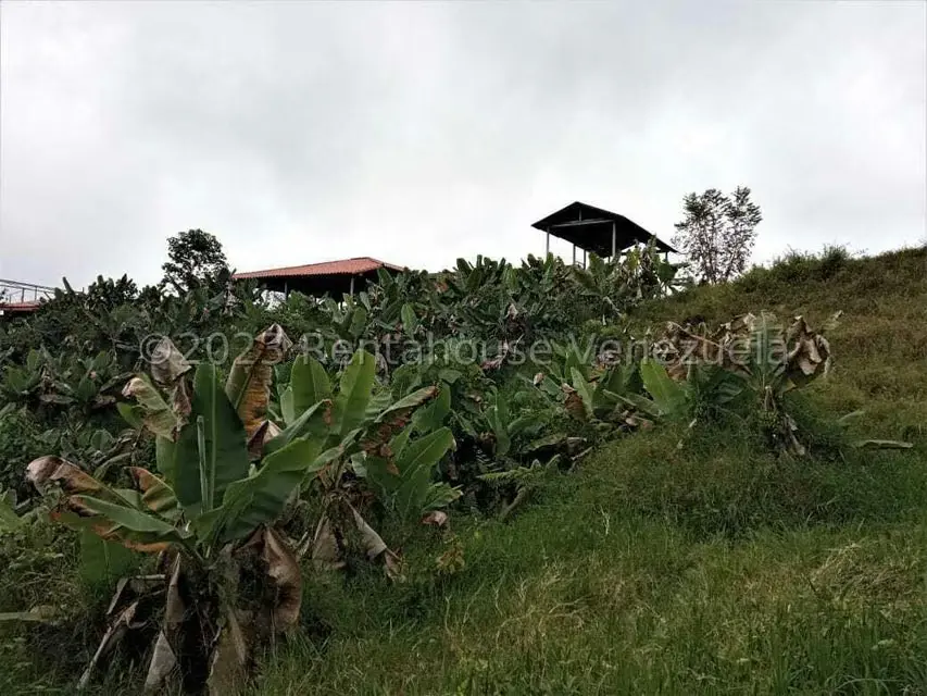 Terreno (Finca) en Venta en Centro, Merida - 5