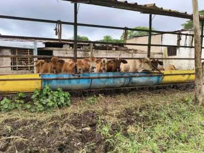 FINCA AGROINDUSTRIAL EN VENTA MONTALBAN - 8