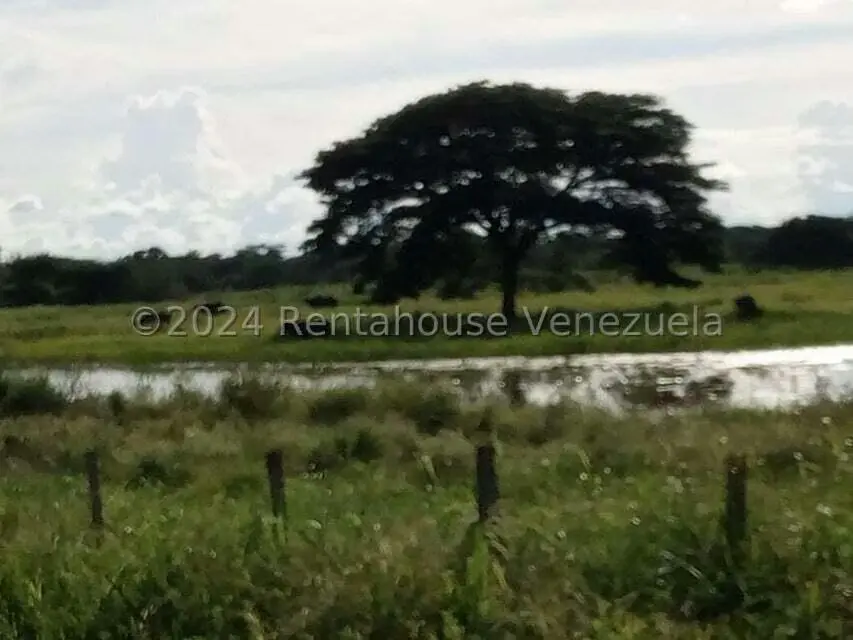 Negocios y Empresas (Alimentos y Bebidas) en Venta en Sector Carrizal, Guarico - 3
