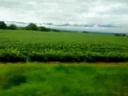 Vista 5