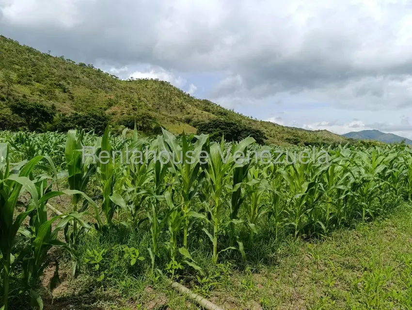 Terreno (Finca) en Venta en Sector Sierra del Norte, Aragua - 12