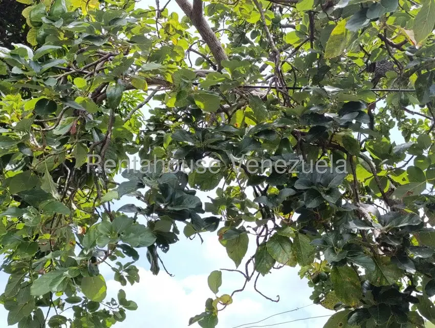 Terreno (Finca) en Venta en Sector Sierra del Norte, Aragua - 14