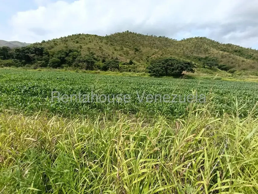 Terreno (Finca) en Venta en Sector Sierra del Norte, Aragua - 19