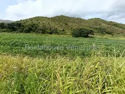 Vista 19