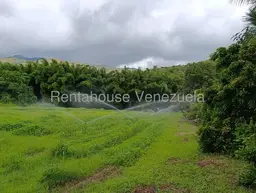 Vista 41