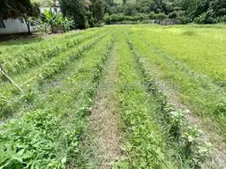 Vista 6
