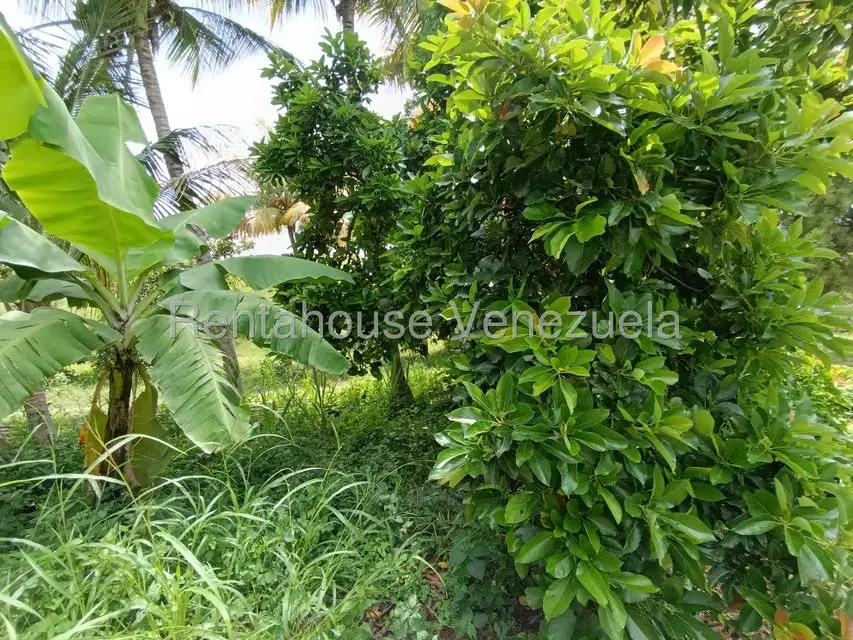 Terreno (Finca) en Venta en Sector Sierra del Norte, Aragua - 62
