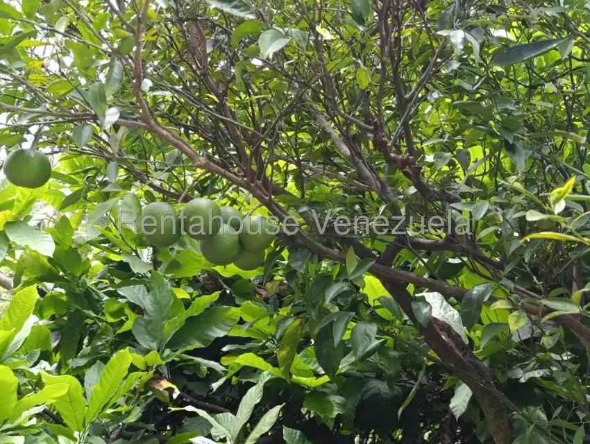 Terreno (Finca) en Venta en Sector Sierra del Norte, Aragua - 65