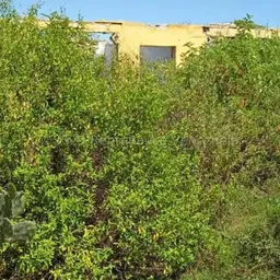 Vista 12