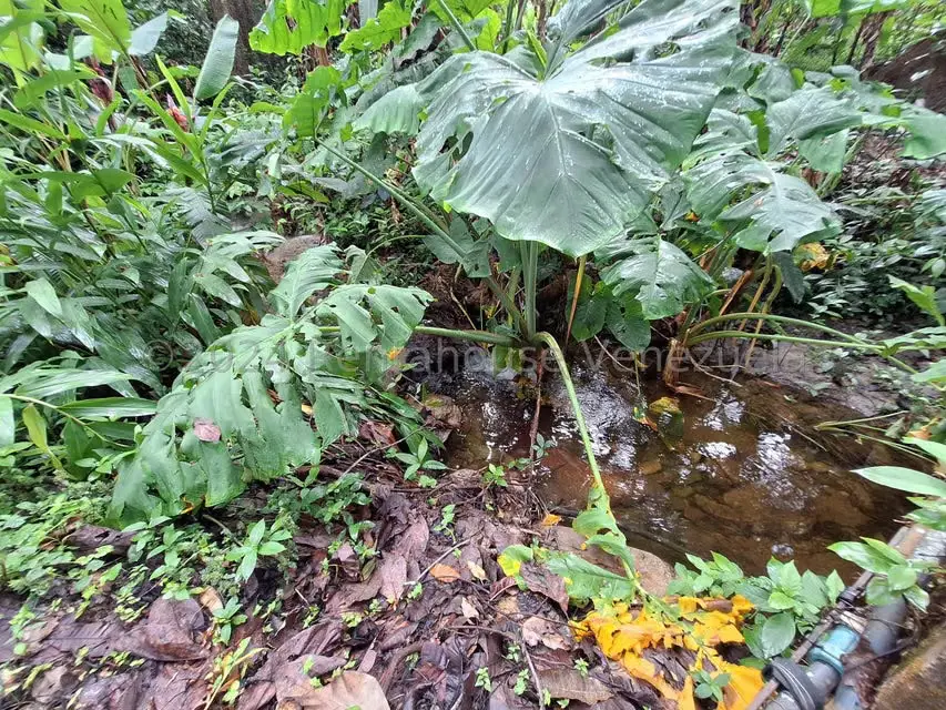 Terreno (Residencial) en Venta en El Castaño (Zona Privada), Aragua - 27