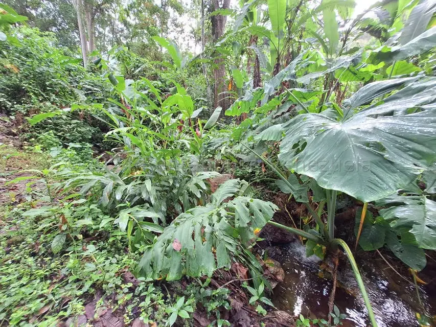 Terreno (Residencial) en Venta en El Castaño (Zona Privada), Aragua - 28
