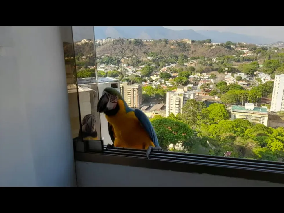 Apartamento en venta en Santa Paula, Baruta, Caracas - 13
