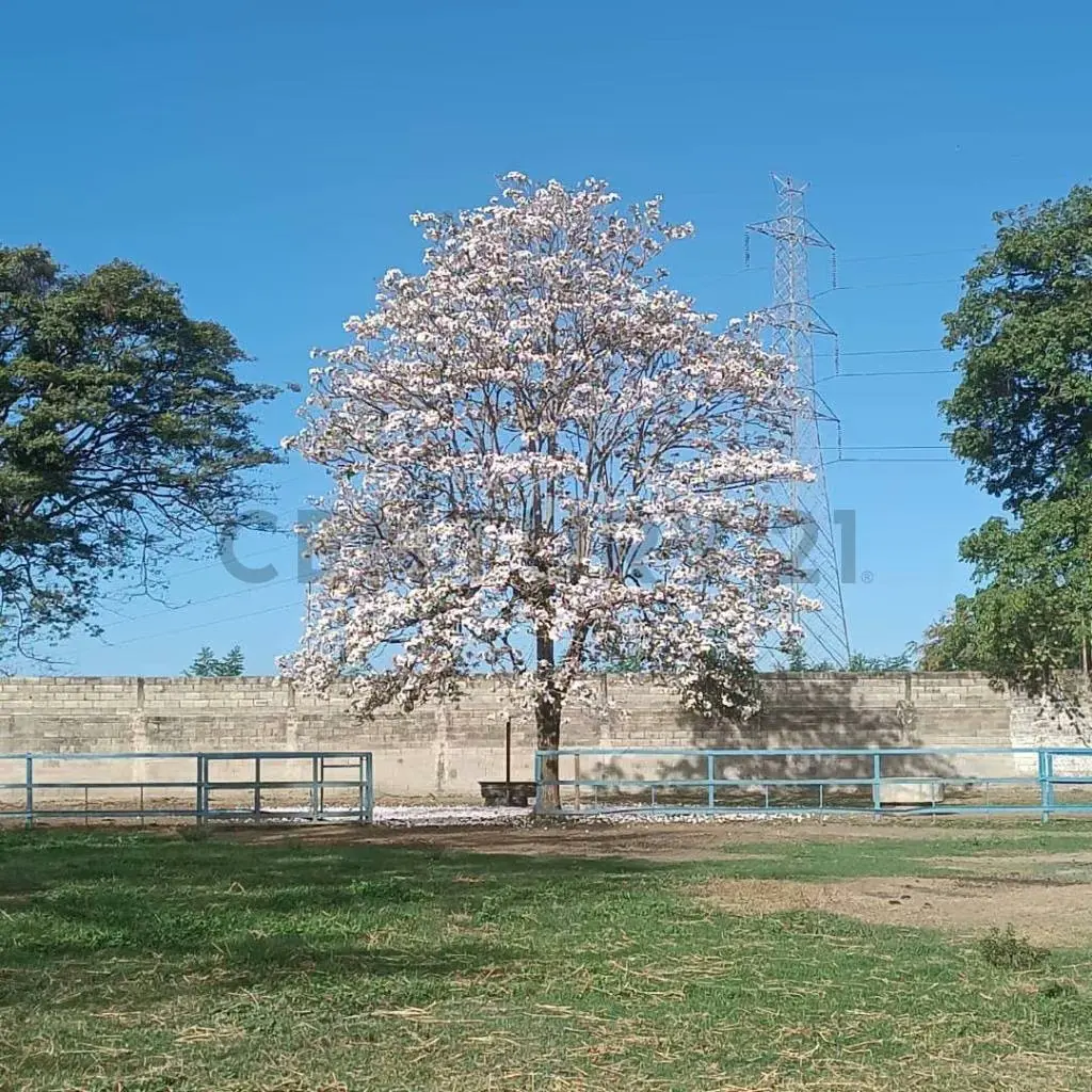 FINCA EN VENTA TURAGUA EDO ARAGUA 10HA TC - 5