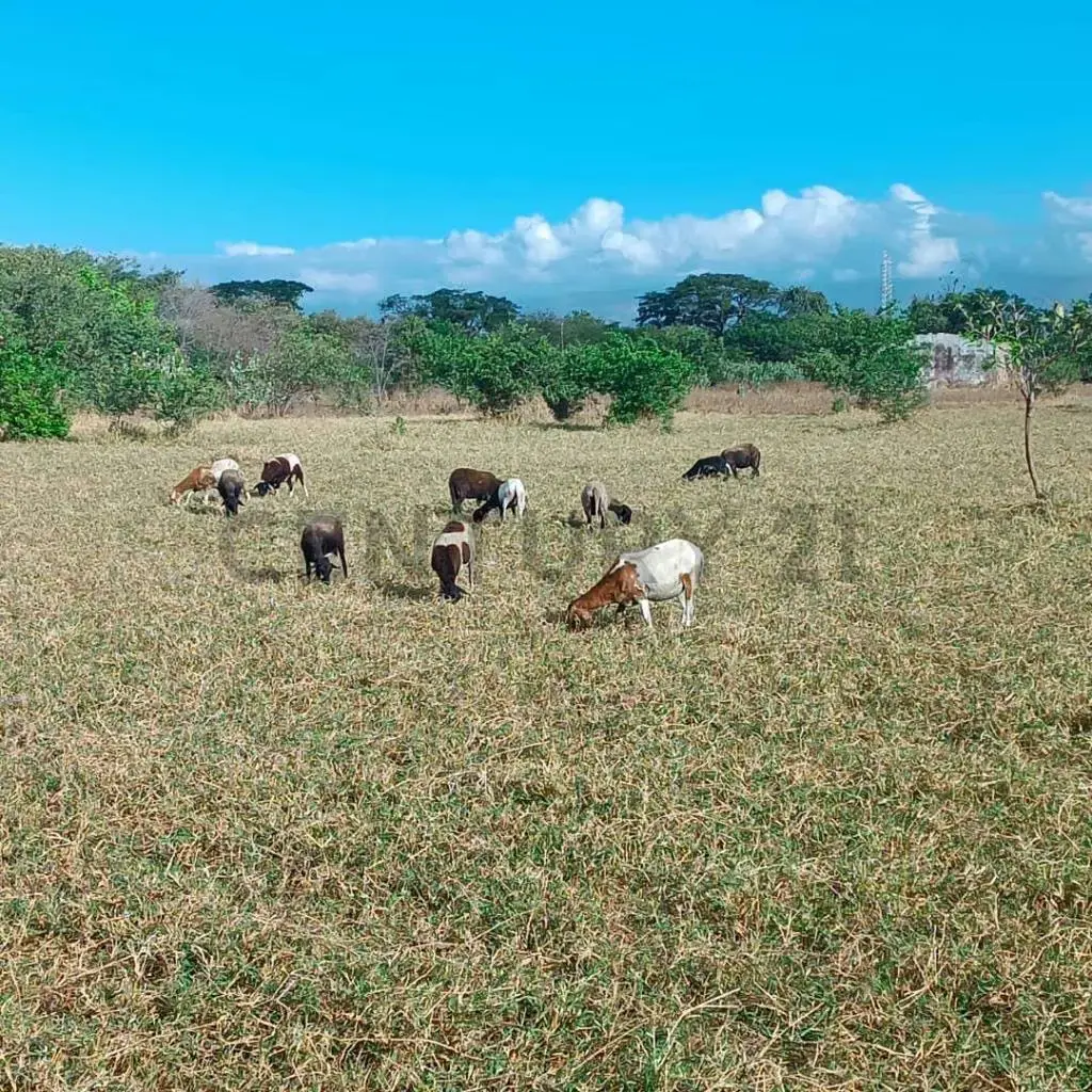 FINCA EN VENTA TURAGUA EDO ARAGUA 10HA TC - 9